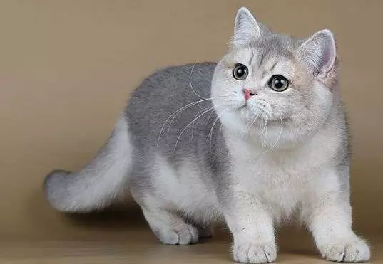 British Shorthair Cat (53 사진) : 품종에 대한 기본 정보, 부드러운 머리 고양이의 모양에 대한 설명. 흰색과 검은 색, 빨간색 및 다른 색상의 새끼 고양이 22473_6