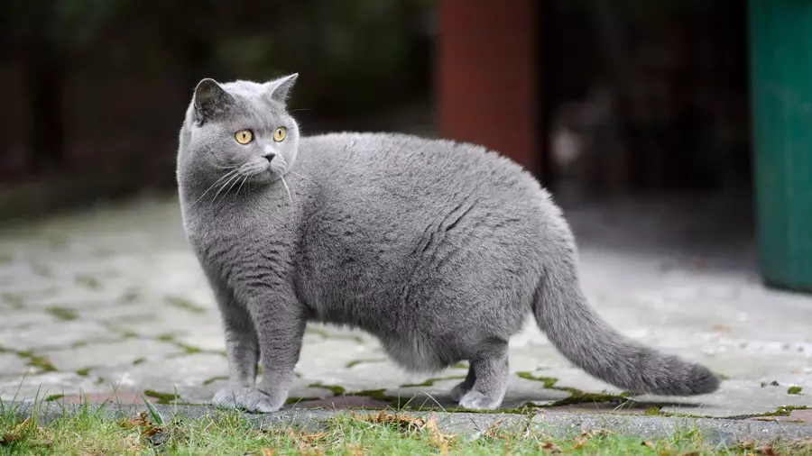 British Shorthair Cat (53 foto's): Basiese inligting oor die ras, beskrywing van die voorkoms van gladde hare katte. Katjies van wit en swart, rooi en ander kleur 22473_7