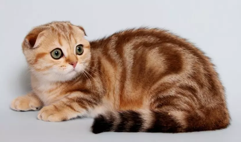 British Shorthair Cat (53 사진) : 품종에 대한 기본 정보, 부드러운 머리 고양이의 모양에 대한 설명. 흰색과 검은 색, 빨간색 및 다른 색상의 새끼 고양이 22473_8