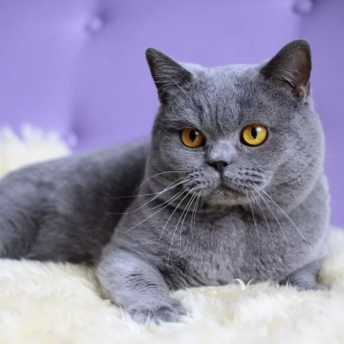 British Shorthair Cat (53 사진) : 품종에 대한 기본 정보, 부드러운 머리 고양이의 모양에 대한 설명. 흰색과 검은 색, 빨간색 및 다른 색상의 새끼 고양이 22473_9