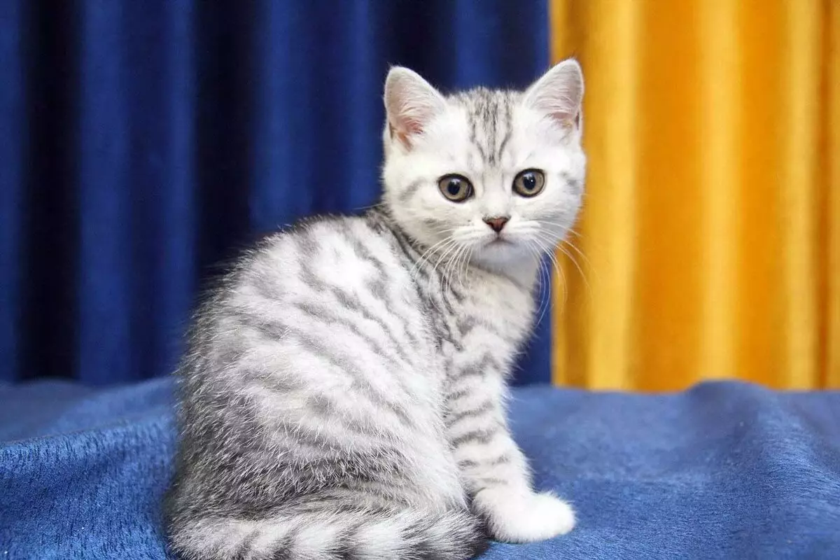 Kaip rūpintis britų katė? Britų veislės kačiukų turinys ir auklėjimas bute, vilnos ir ausų 22474_3