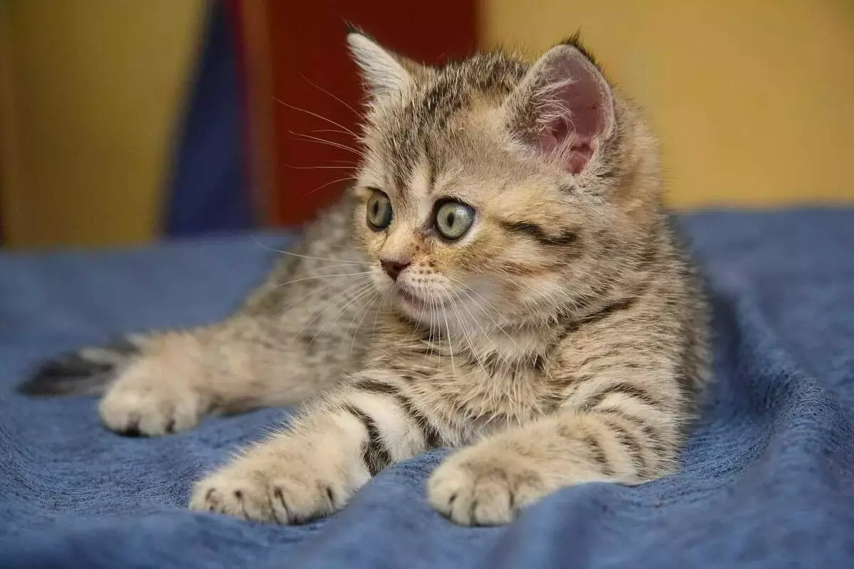 Kaip rūpintis britų katė? Britų veislės kačiukų turinys ir auklėjimas bute, vilnos ir ausų 22474_6