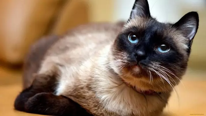 Navne til Siamese Cats: Populære og smukke kælenavne til drenge og piger i den siamesiske race 22475_5