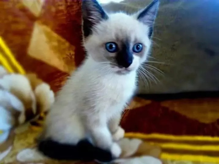 सियामीज मांजरींसाठी नावे: सियामीजच्या जातीच्या मुलांसाठी आणि मुलींसाठी लोकप्रिय आणि सुंदर टोपणनाव 22475_6