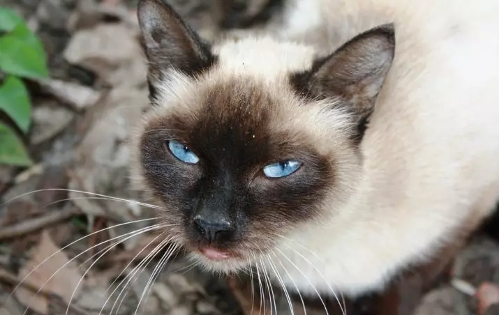 Personaxe de gato siameses (24 fotos): descrición e características da raza, carácter e hábitos das nenas. Son o gato mal? Vantaxes e inconvenientes de gatitos 22478_19