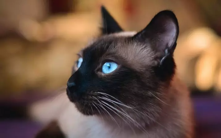 Personaxe de gato siameses (24 fotos): descrición e características da raza, carácter e hábitos das nenas. Son o gato mal? Vantaxes e inconvenientes de gatitos 22478_20