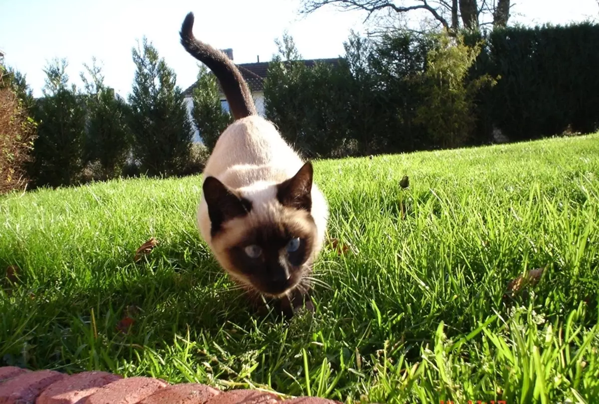 Personaxe de gato siameses (24 fotos): descrición e características da raza, carácter e hábitos das nenas. Son o gato mal? Vantaxes e inconvenientes de gatitos 22478_23