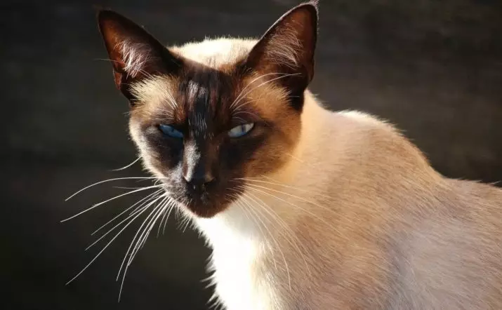 Personaxe de gato siameses (24 fotos): descrición e características da raza, carácter e hábitos das nenas. Son o gato mal? Vantaxes e inconvenientes de gatitos 22478_7