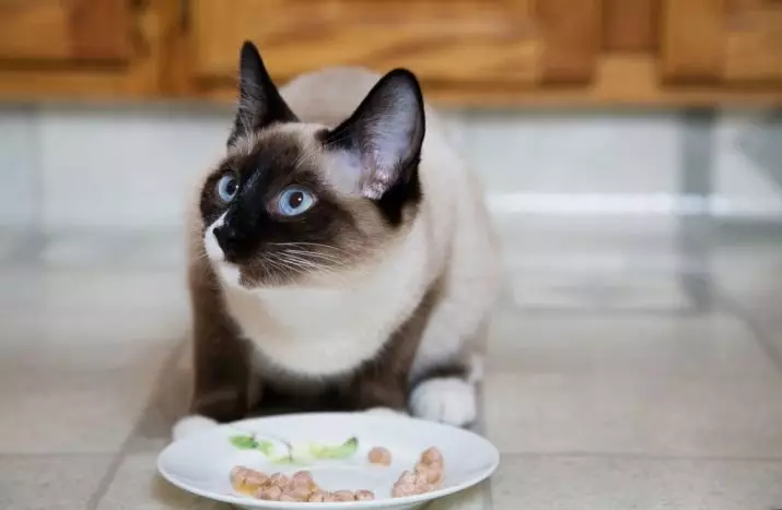 SIAMESE CATS-ийг юу тэжээх вэ? Зулзага хийхэд зориулж хоол сонгох. Хуучин, ариутгасан, тарьсан муур, муурнууд гэртээ ямар хоол иддэг вэ? 22479_2