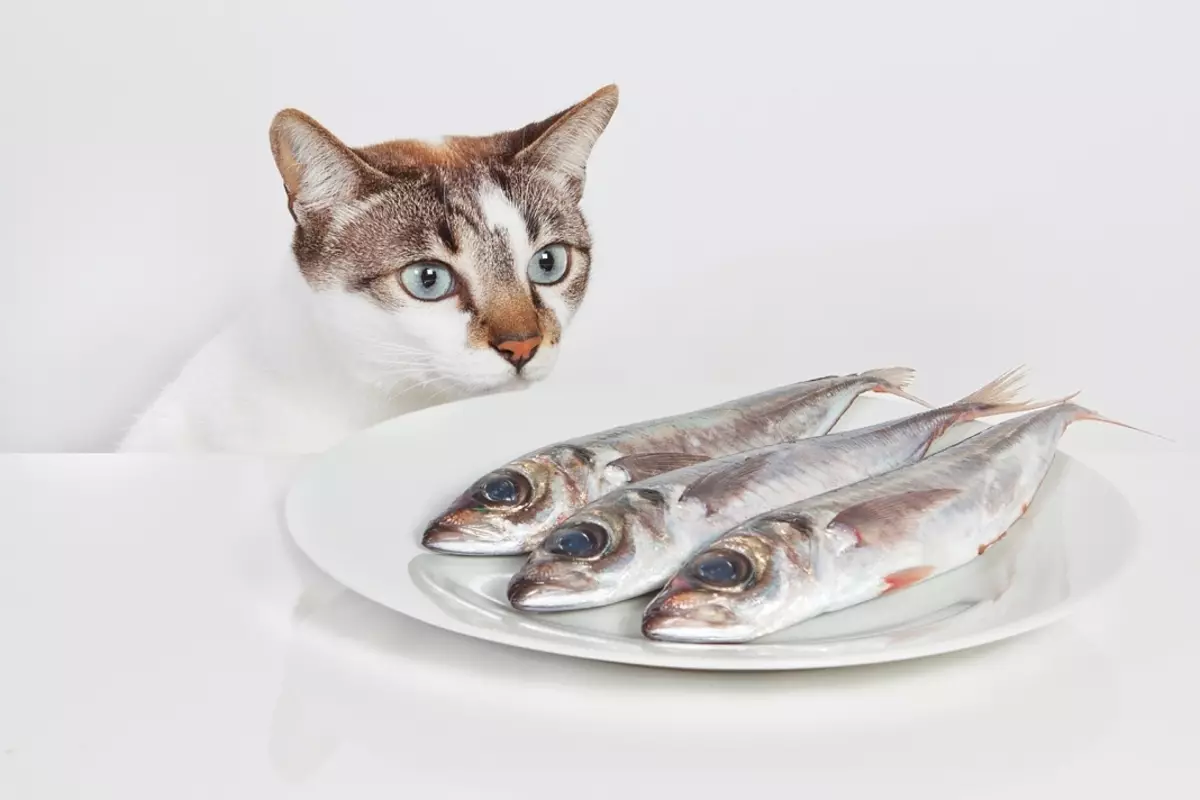 SIAMESE CATS-ийг юу тэжээх вэ? Зулзага хийхэд зориулж хоол сонгох. Хуучин, ариутгасан, тарьсан муур, муурнууд гэртээ ямар хоол иддэг вэ? 22479_24