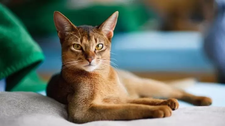 Nutrition Abyssinian Kucing: Bagaimana saya bisa memberi makan kucing dan kucing dewasa? Helai apa yang bisa diberikan? Fitur nutrisi alami 22484_13