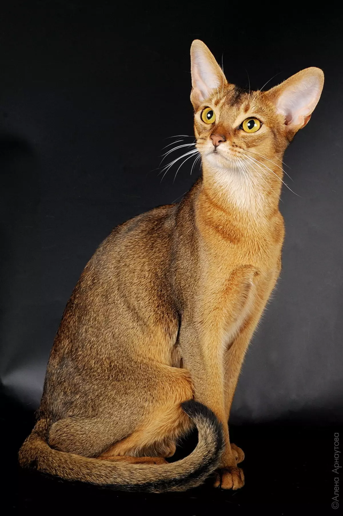 Nutrición Abyssinian Cats: Como podo alimentar a un gato e un gato adulto? Que delicias poden ser dadas? Características da nutrición natural 22484_16