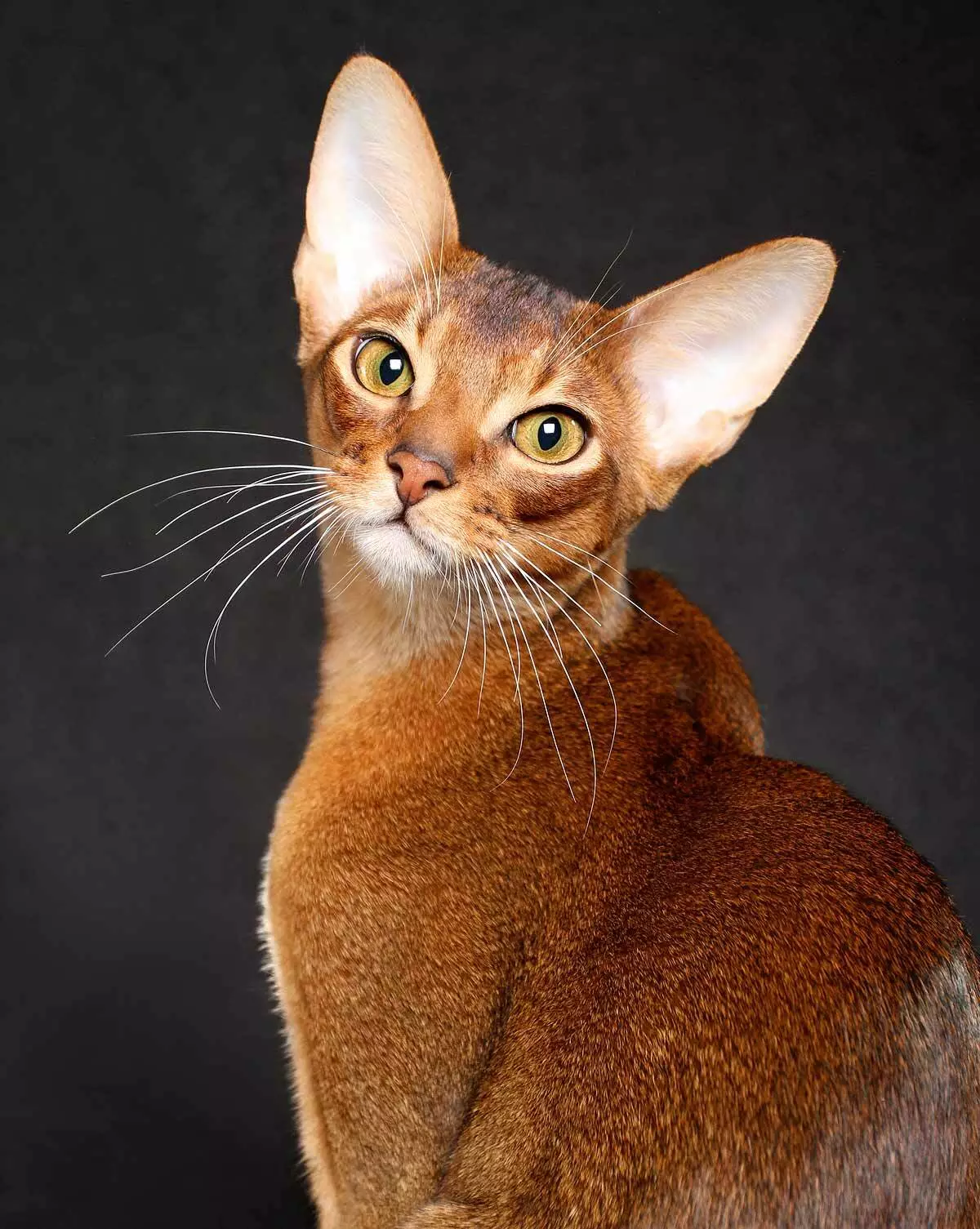 Nutrició Abyssinian Cats: Com puc alimentar un gatet i un gat adult? Quines meres es poden donar? Característiques de la nutrició natural 22484_19