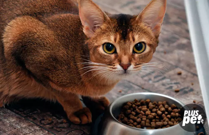 पोषण अबिसिनियन मांजरी: मी एक मांजरी आणि प्रौढ मांजरी कसे खायला घेऊ शकतो? कोणते व्यंजन दिले जाऊ शकते? नैसर्गिक पोषण वैशिष्ट्ये 22484_2