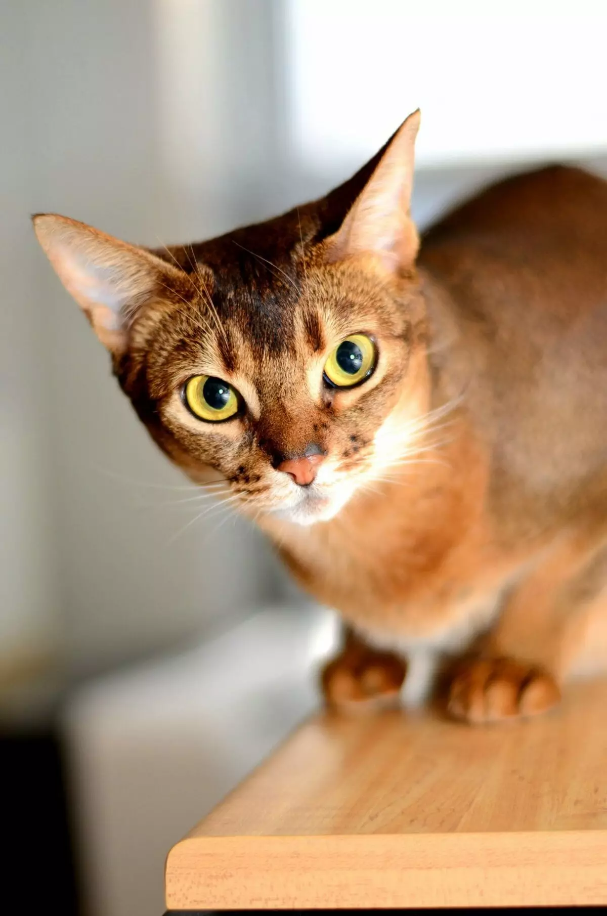 Nutrisi Kucing Abysssinian: Kepiye carane bisa Feed kucing lan kucing diwasa? Apa sing bisa diwenehake? Fitur Nutrisi Asli 22484_21
