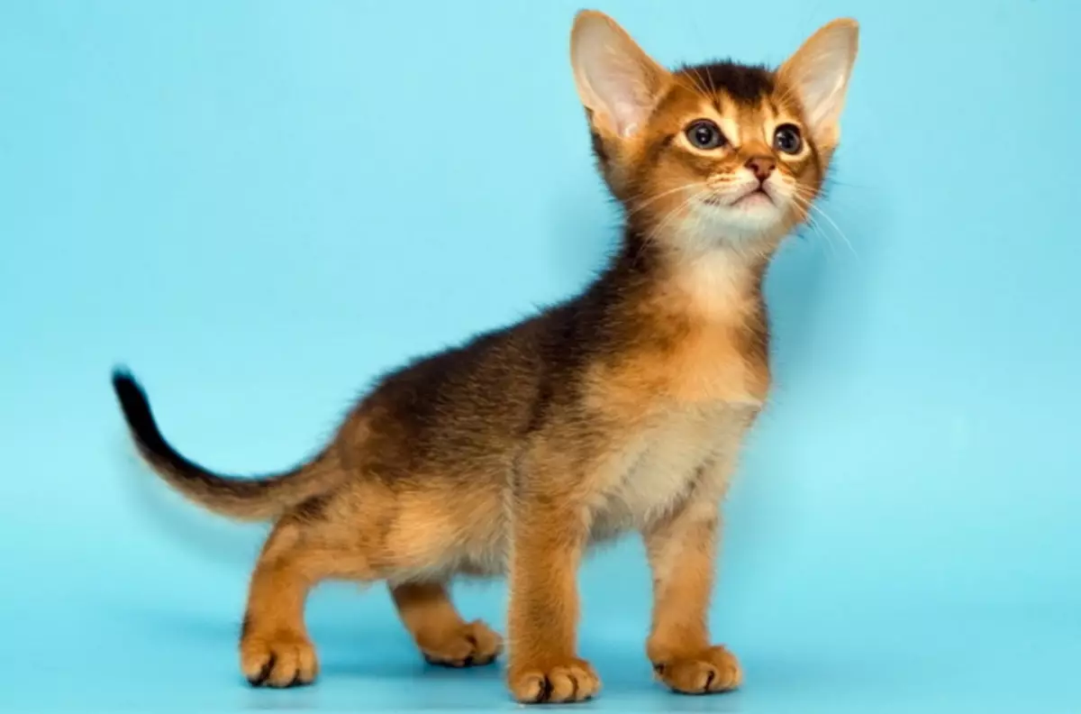 Ravitsemus Abyssinian kissat: Miten voin ruokkia kissan ja aikuisen kissan? Mitä herkkuja voidaan antaa? Luonnon ravitsemuksen ominaisuudet 22484_25