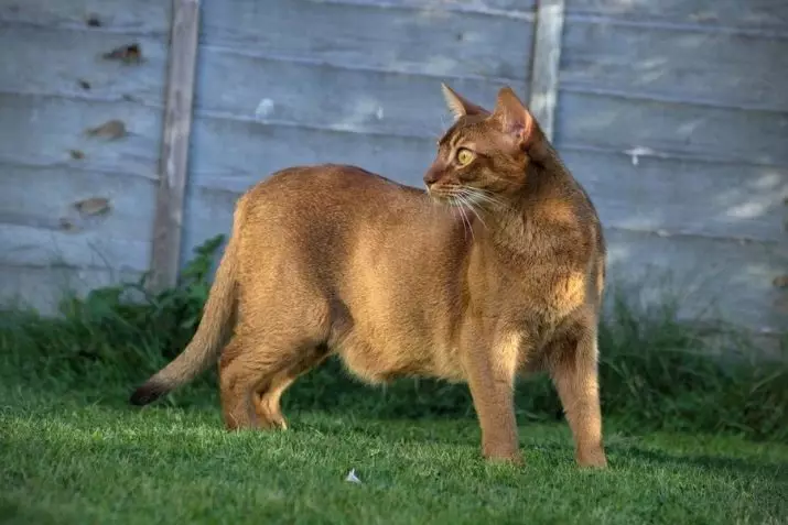 Nutrition Abyssinian Cats: Hoe kin ik in kitten en folwoeksen kat fiede? Hokker delikaasje kinne wurde jûn? Funksjes fan natuerlike fieding 22484_27
