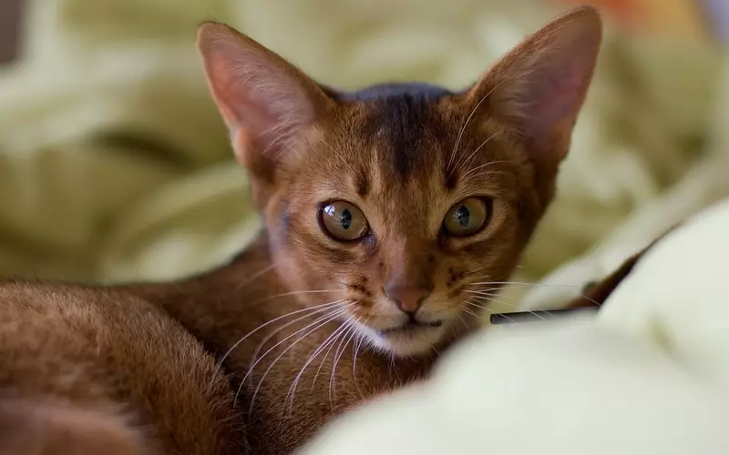 Nutrition Abyssinian katter: Hur kan jag mata en kattunge och vuxen katt? Vilka delikatesser kan ges? Funktioner av naturlig näring 22484_3