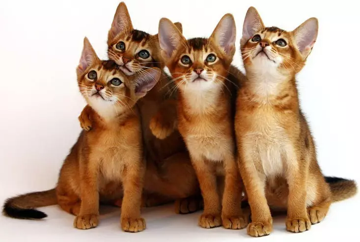 Výživa Abysissinian Cats: Ako môžem kŕmiť mačiatko a dospelú mačku? Aké pochúťky môžu byť uvedené? Vlastnosti prírodnej výživy 22484_4