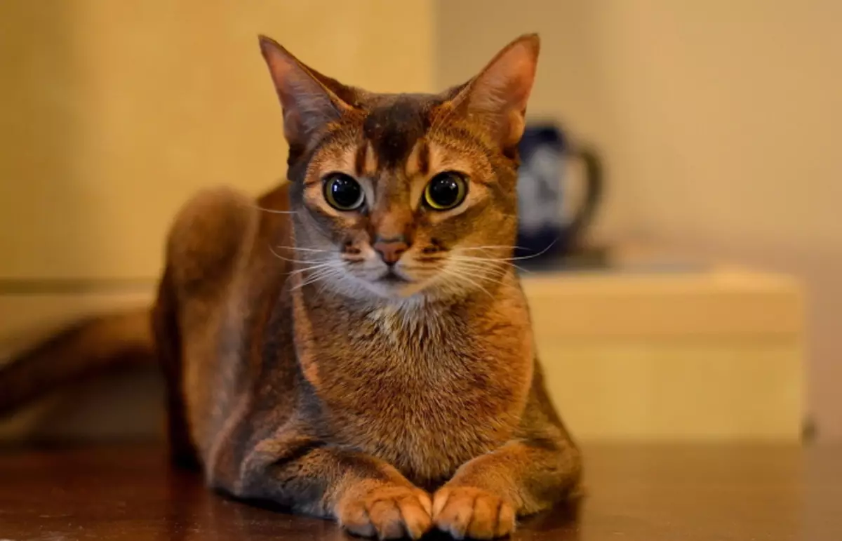 Ernährung abysinische Katzen: Wie kann ich ein Kätzchen und eine erwachsene Katze füttern? Welche Köstlichkeiten können gegeben werden? Merkmale der natürlichen Ernährung 22484_5