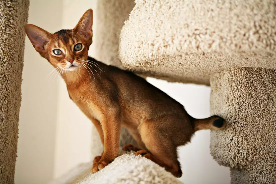 Voeding Abessiniese katte: Hoe kan ek voed 'n katjie en volwasse kat? Wat lekkernye gegee kan word? Eienskappe van natuurlike voeding 22484_6