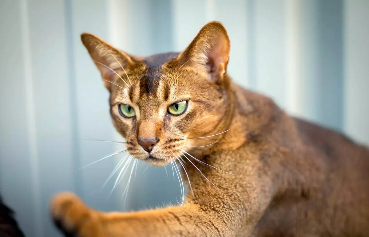 Nutrisi Kucing Abysssinian: Kepiye carane bisa Feed kucing lan kucing diwasa? Apa sing bisa diwenehake? Fitur Nutrisi Asli 22484_7