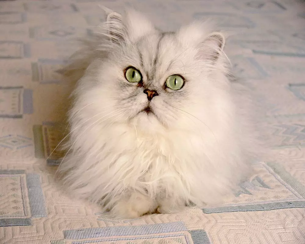Chat persan blanc (12 photos): Description des chats blancs avec des yeux bleus et bruns. Le contenu du chaton blanc persan 22487_2