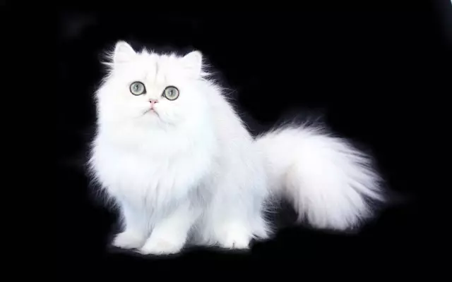 Chat persan blanc (12 photos): Description des chats blancs avec des yeux bleus et bruns. Le contenu du chaton blanc persan 22487_3