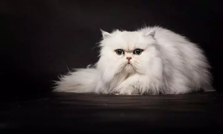 Baltā persiešu kaķis (12 fotogrāfijas): balto kaķu apraksts ar zilām un brūnām acīm. Persijas baltā kaķēna saturs 22487_4