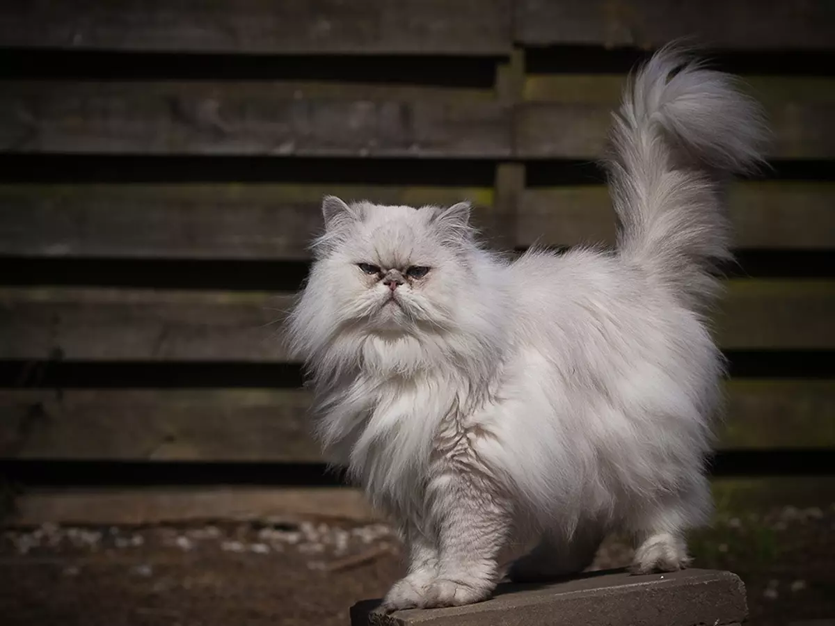 Bela Perzijska mačka (12 fotografij): Opis belih mačk z modrimi in rjavimi očmi. Vsebina Perzijskega belega mucka 22487_5