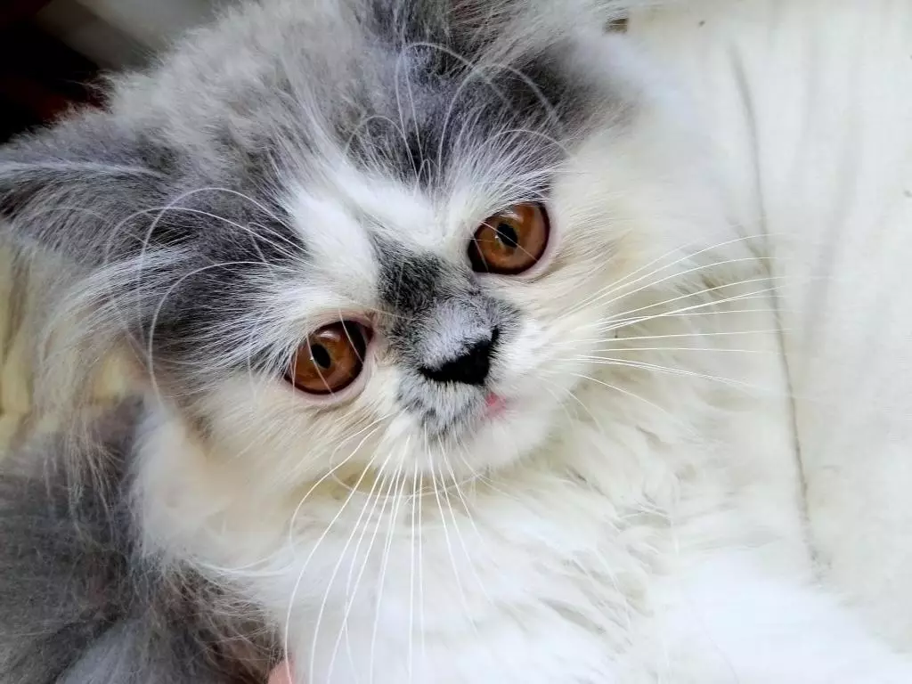 Kucing Persia Putih (12 foto): Deskripsi kucing putih dengan mata biru dan coklat. Isi kucing putih Persia 22487_6