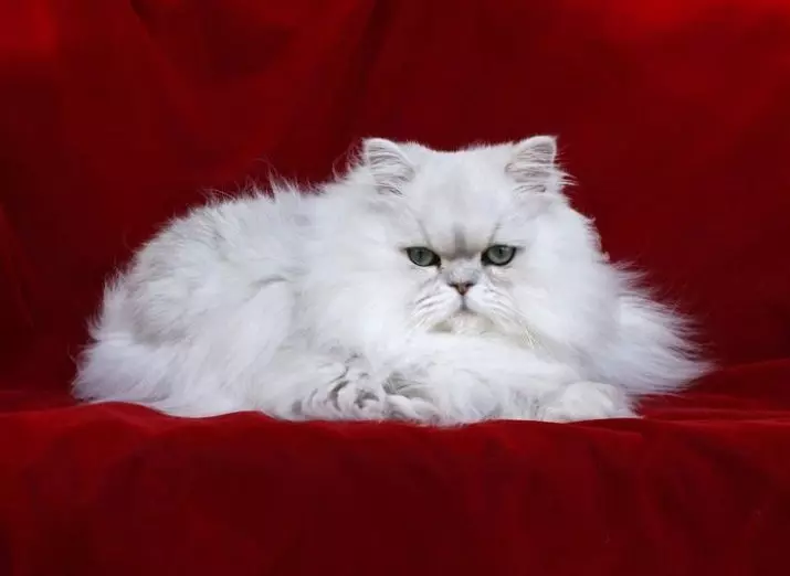 Бела перзијска мачка (12 фотографија): Опис беле мачака са плавим и смеђим очима. Садржај перзијског белог мачића 22487_7