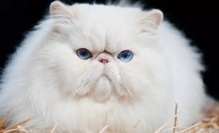 Kucing Parsi Putih (12 gambar): Perihalan kucing putih dengan mata biru dan coklat. Kandungan anak kucing putih Parsi 22487_8