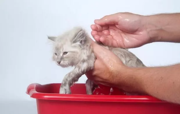 किती पर्शियन मांजरे राहतात? कसे neutered मांजरे आणि sterilized मांजरे घरी आयुर्मान पाठविणे? 22488_10