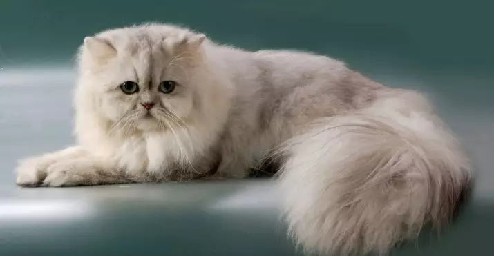 Kolik perských koček žije? Jak prodloužit délku života kastrovaných koček a sterilizovaných koček doma? 22488_15