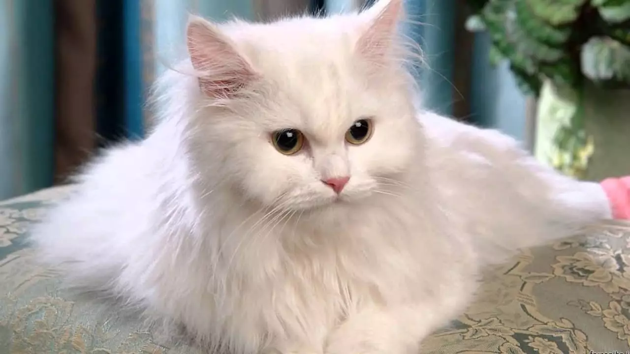 Kolik perských koček žije? Jak prodloužit délku života kastrovaných koček a sterilizovaných koček doma? 22488_2