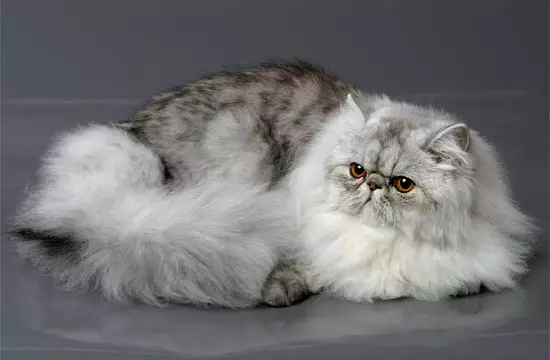Quantos gatos persas vivem? Como estender a expectativa de vida de gatos castrados e gatos esterilizados em casa? 22488_4