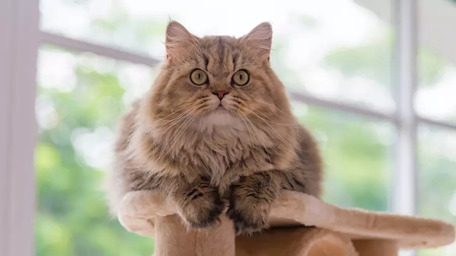 کتنے فارسی بلیوں کی رہتی ہے؟ گھر میں غیر معمولی بلیوں اور نسبتا بلیوں کی زندگی کی توقع کو بڑھانے کے لئے کس طرح؟ 22488_6