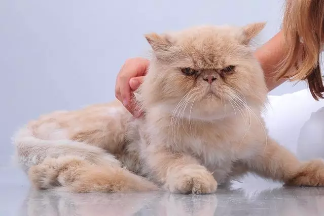 How many Persian cats live? How to extend the life expectancy of neutered cats and sterilized cats at home? 22488_7