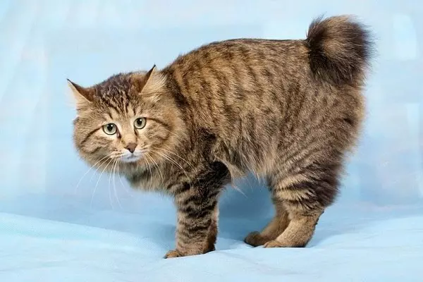 Kočky plemeno American Bobtail (26 fotek): Popis vzhledu koček, vlastnosti obsahu 22490_10