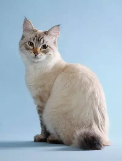 Kočky plemeno American Bobtail (26 fotek): Popis vzhledu koček, vlastnosti obsahu 22490_15