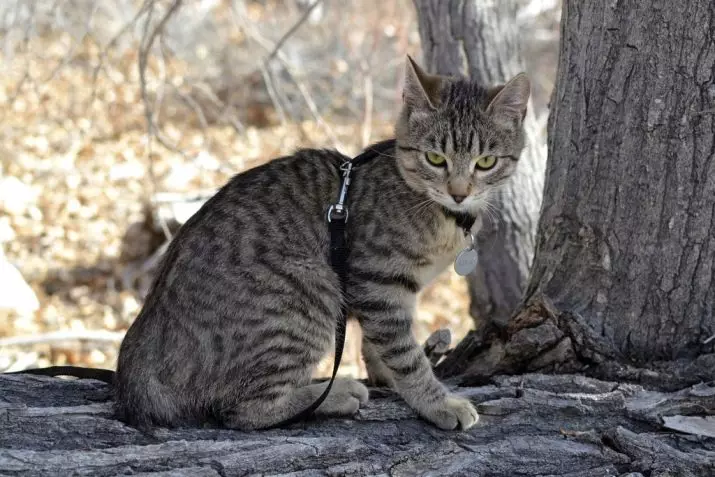 Kočky plemeno American Bobtail (26 fotek): Popis vzhledu koček, vlastnosti obsahu 22490_18