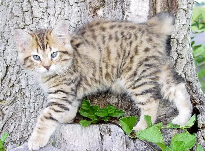 Kočky plemeno American Bobtail (26 fotek): Popis vzhledu koček, vlastnosti obsahu 22490_3