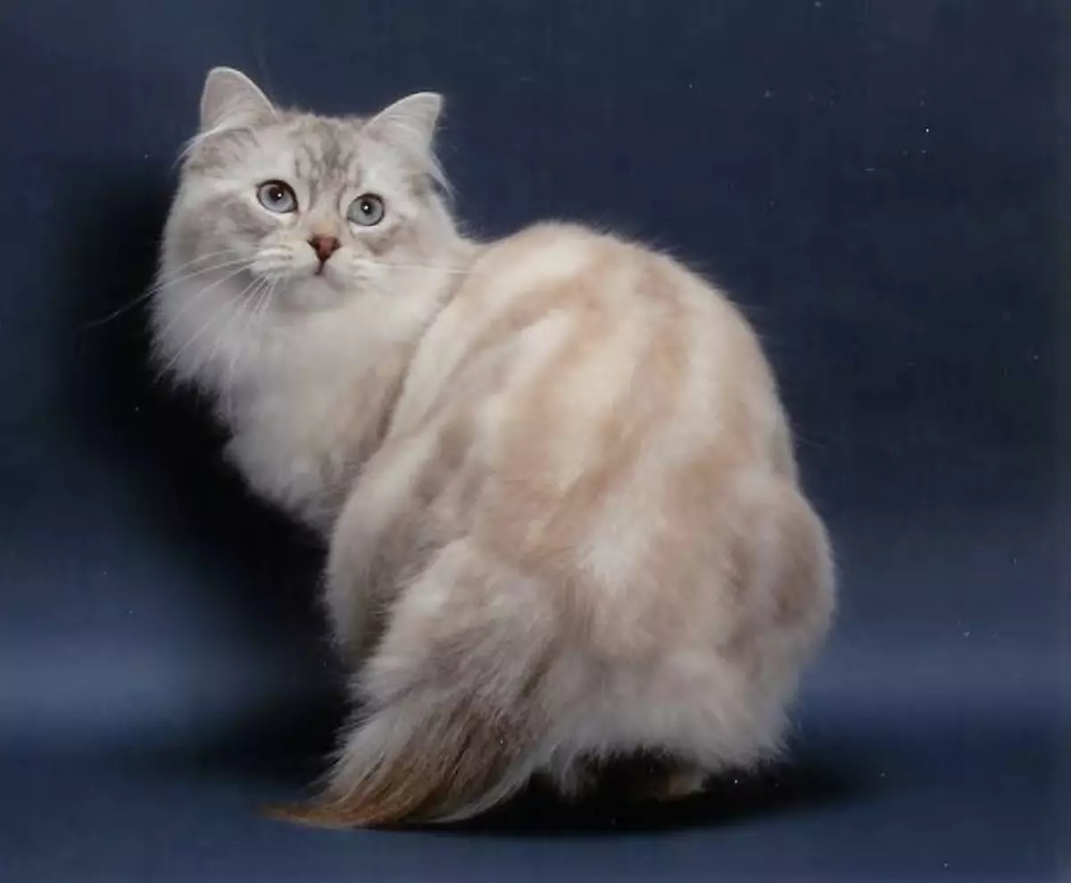породы кошек с фотографиями и названиями бобтейл