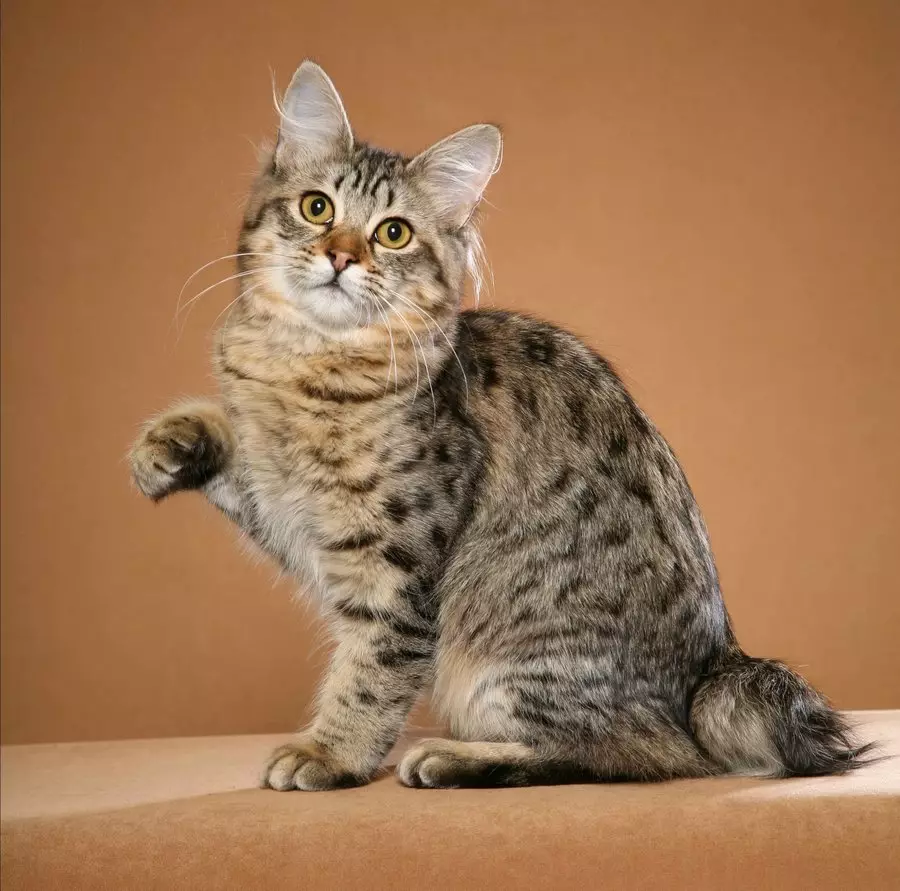 Kočky plemeno American Bobtail (26 fotek): Popis vzhledu koček, vlastnosti obsahu 22490_7