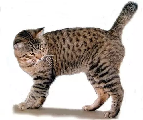 pişik görünüşü təsviri, məzmun xüsusiyyətləri: Cats Amerika Bobtail (26 şəkil) cins 22490_8