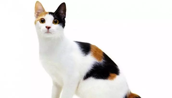 Cat Japanese Bobtail (33 foto): Përshkrimi i macet e baterisë japoneze bateri, karakteristikat e karakterit dhe përmbajtjes 22491_11