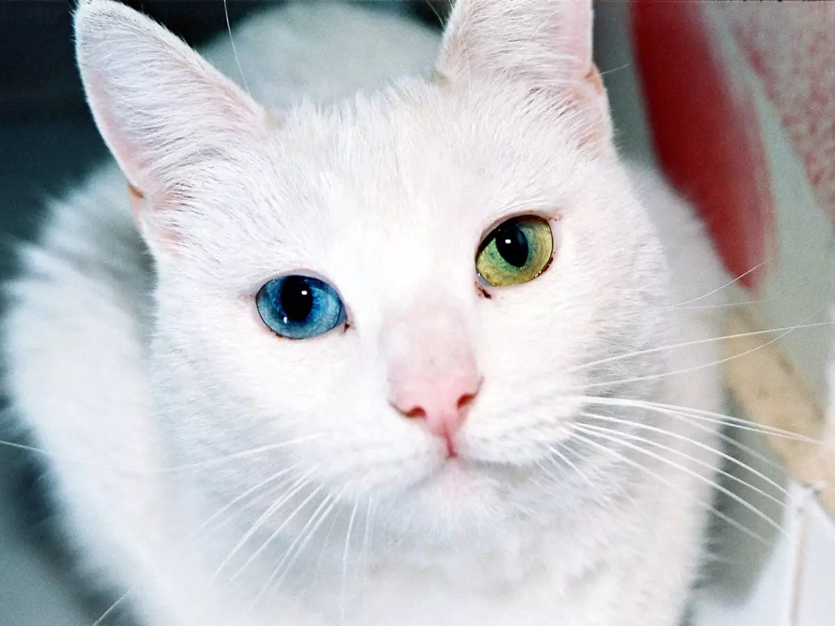Gato Bobtail japonês (33 fotos): Descrição de gatos de raça Bobtail japonês, características de personalidade e conteúdo 22491_13
