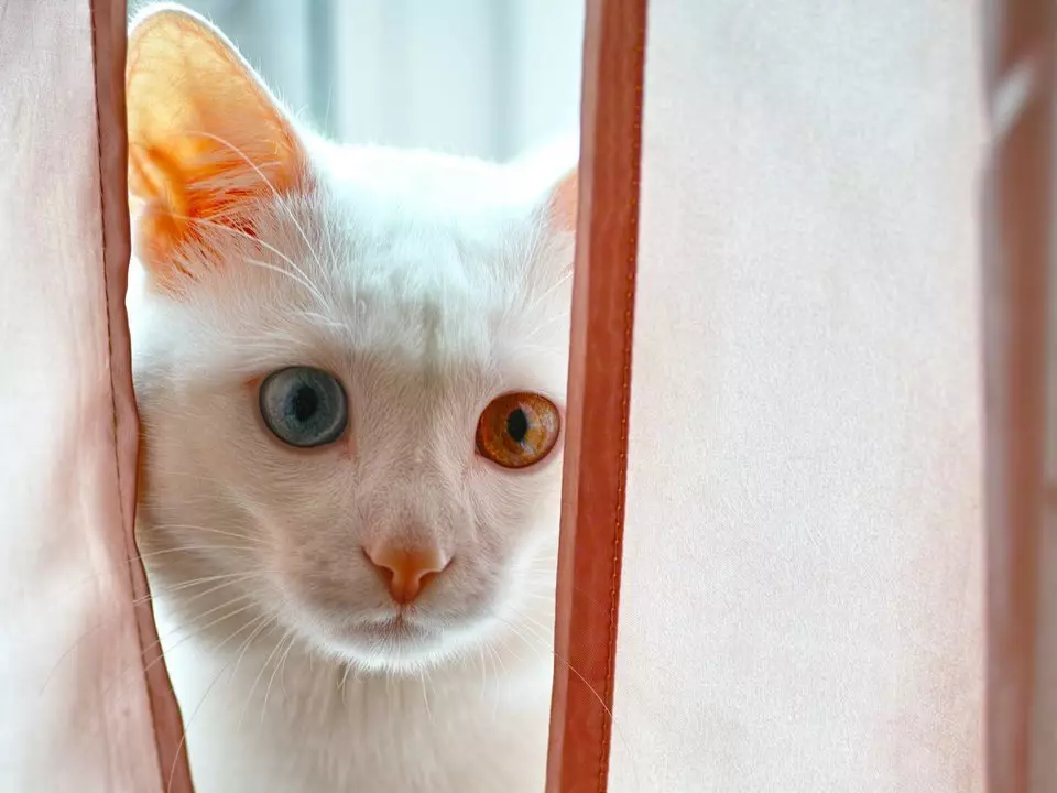 Мачка Јапански Бобтаил (33 фотографије): Опис мачака пасмине Јапански Бобтаил, карактеристике карактера и садржаја 22491_14