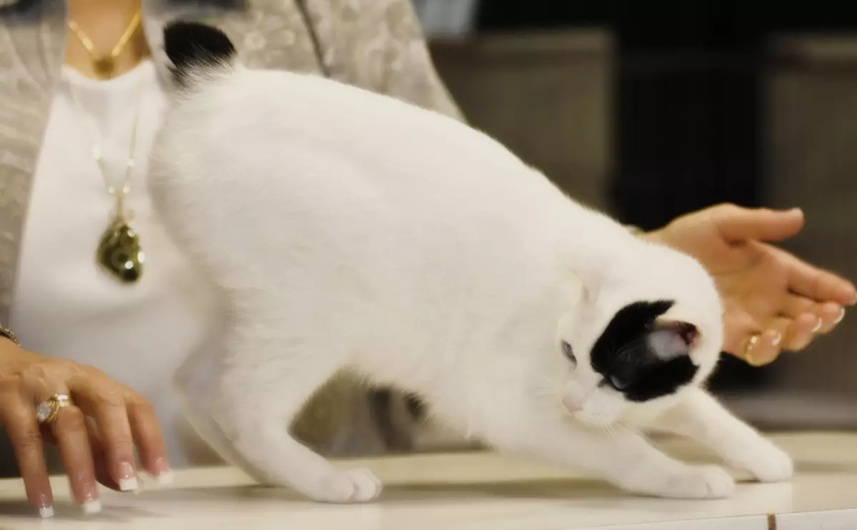 Katt Japansk Bobtail (33 Bilder): Beskrivelse av katter av rase Japansk Bobtail, egenskaper av karakter og innhold 22491_16